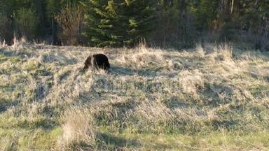 阿尔伯塔省班夫国家公园的一只<strong>大黑</strong>熊